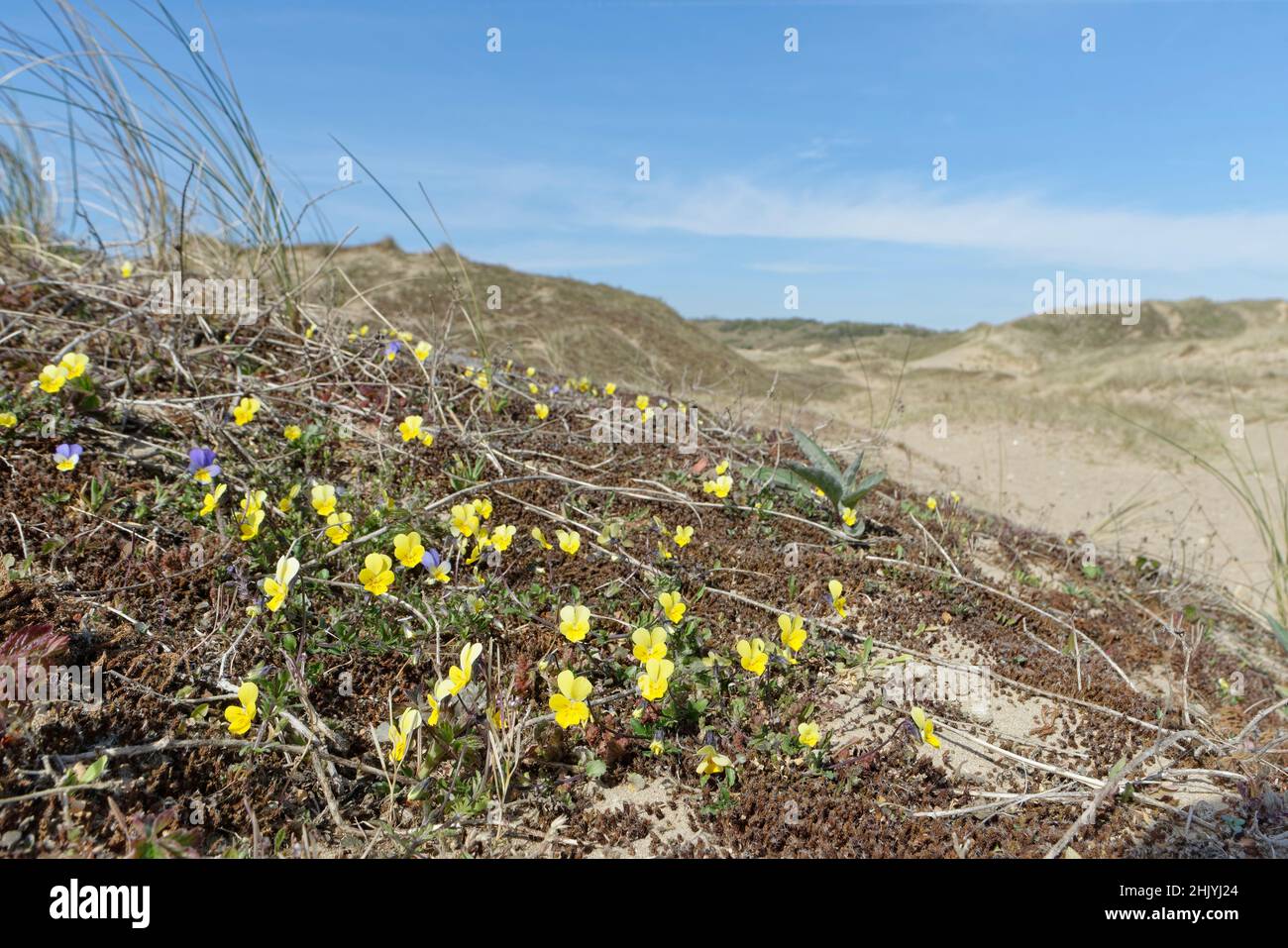 Carpet of Dune pansies / Seaside pansies (Viola tricolor curtisii) flowering on coastal sand dunes, Merthyr Mawr Warren NNR, Glamorgan, Wales, UK, Apr Stock Photo