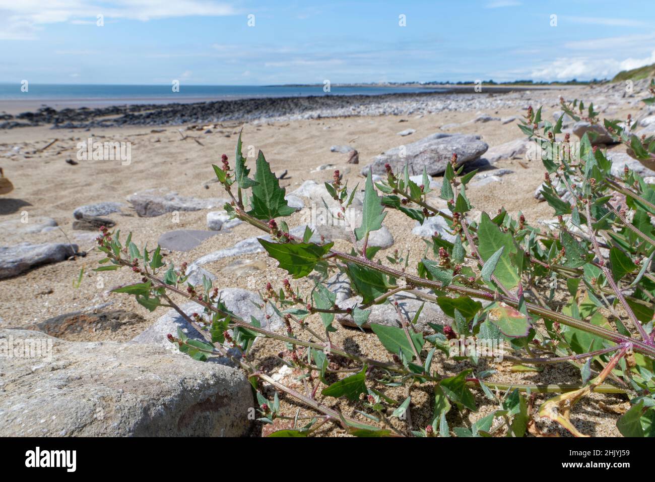 Orache (Atriplex prostrata / glabriuscula) clump flowering high on a sea shore, Merthyr Mawr NNR, Glamorgan, Wales, UK, July. Stock Photo