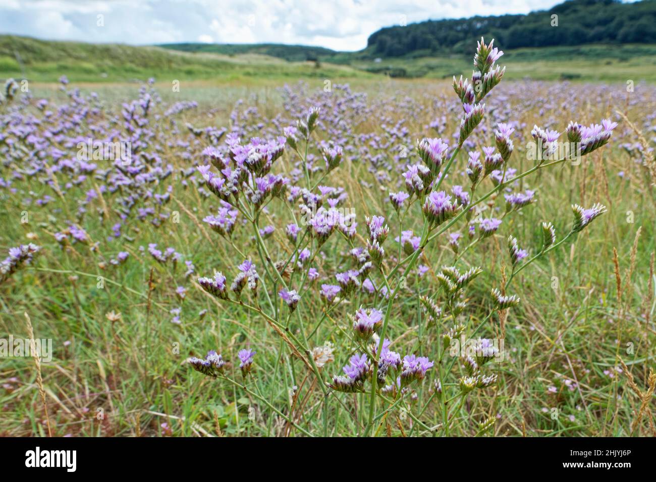 Rock sea lavender (Limonium binervosum agg.) carpet flowering on a saltmarsh, Merthyr Mawr NNR, Glamorgan, Wales, UK, July. Stock Photo