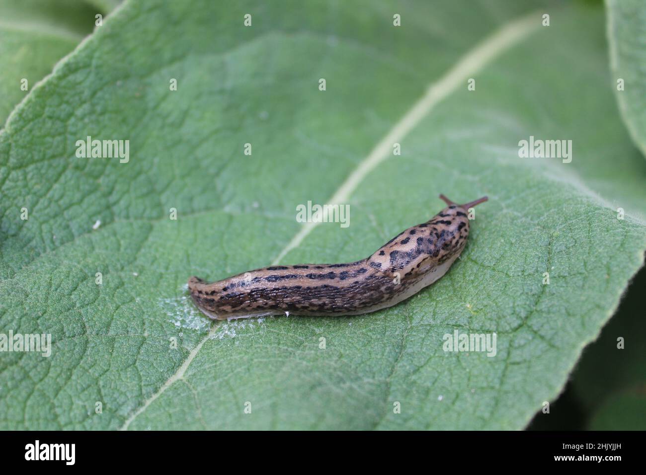 tiger slug in the garden Stock Photo Alamy