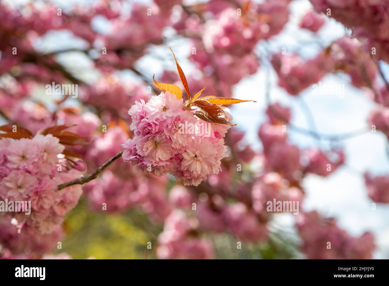 Japanese Cherry tree blossom in full flower Stock Photo - Alamy