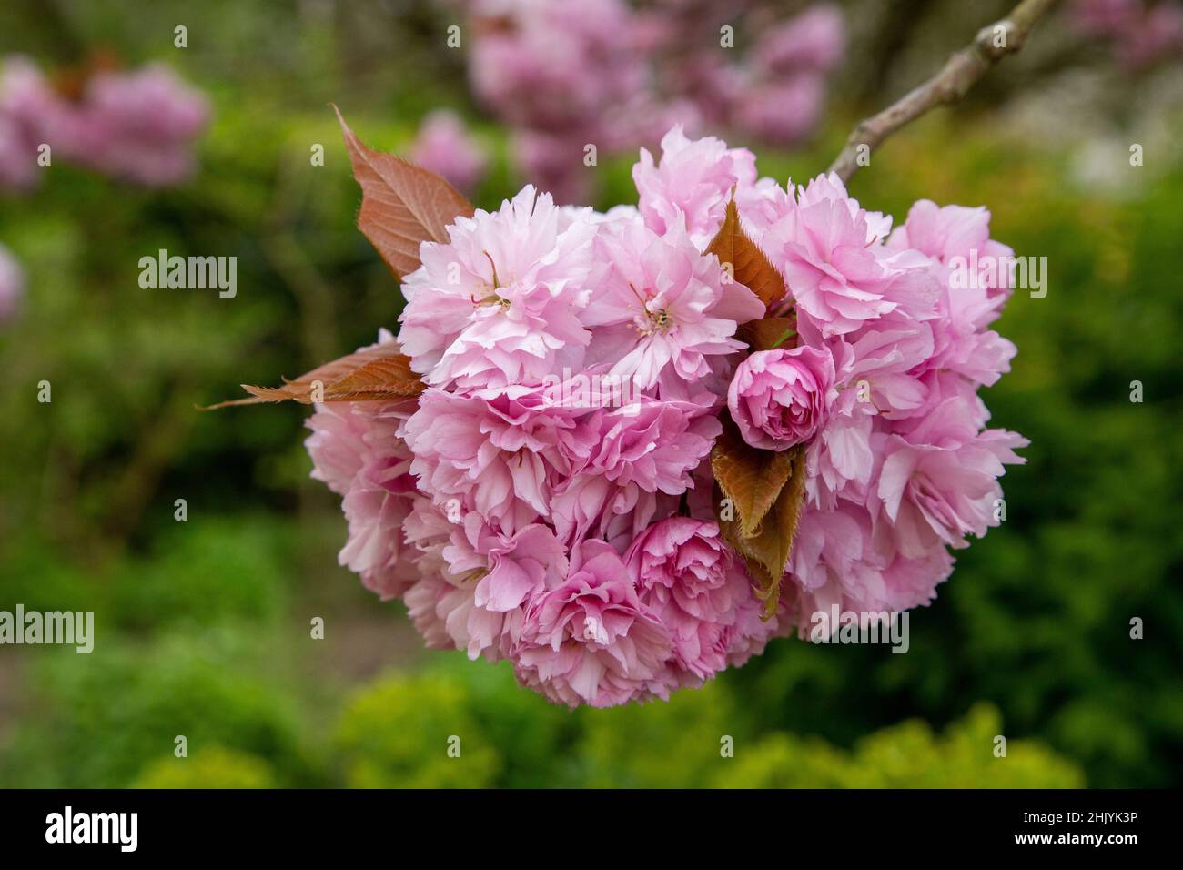 Tight pink flower cluster hi-res stock photography and images - Alamy
