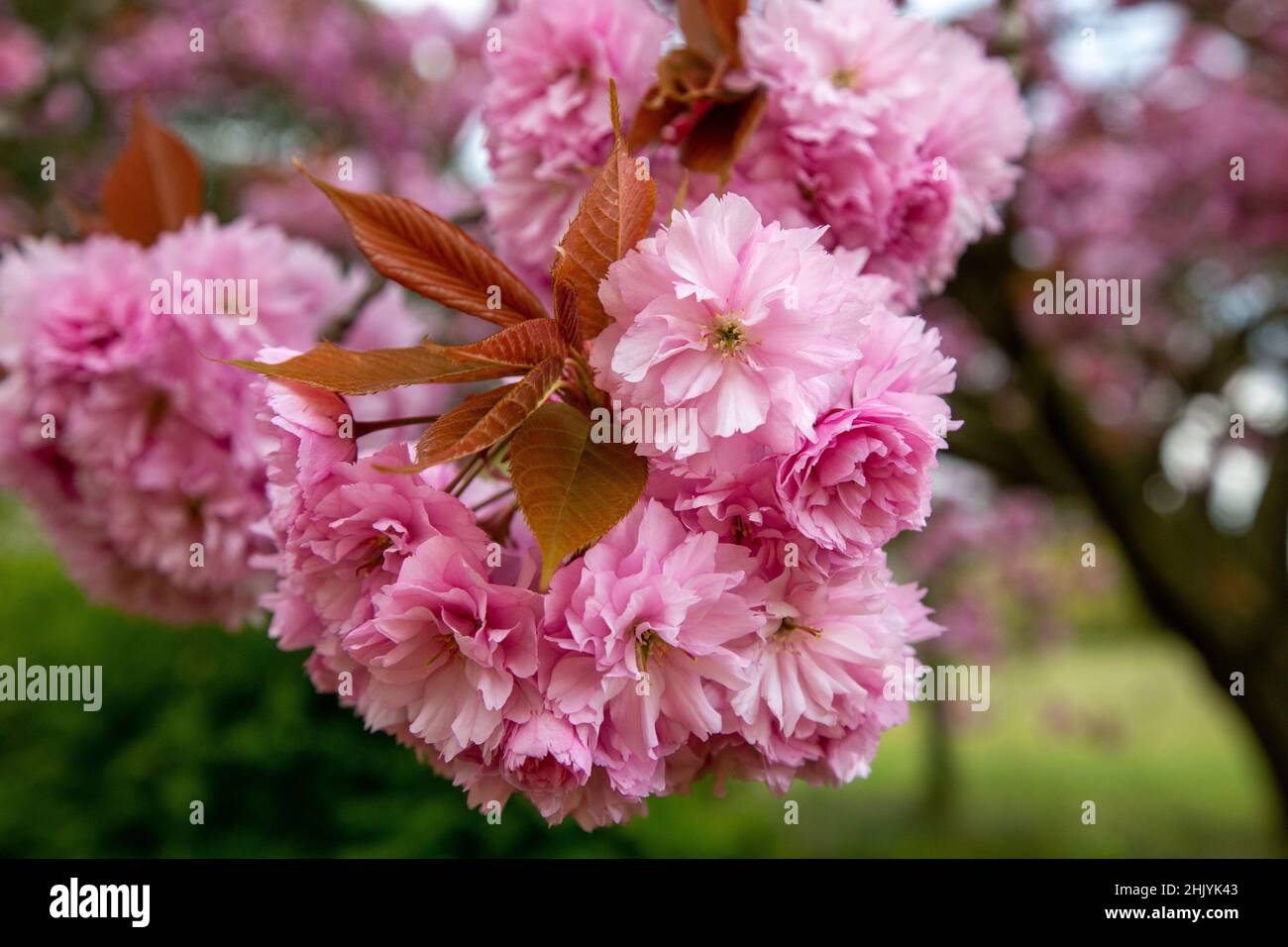 Japanese Cherry tree blossom in full flower Stock Photo - Alamy