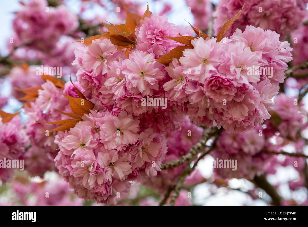 Japanese Cherry tree blossom in full flower Stock Photo - Alamy