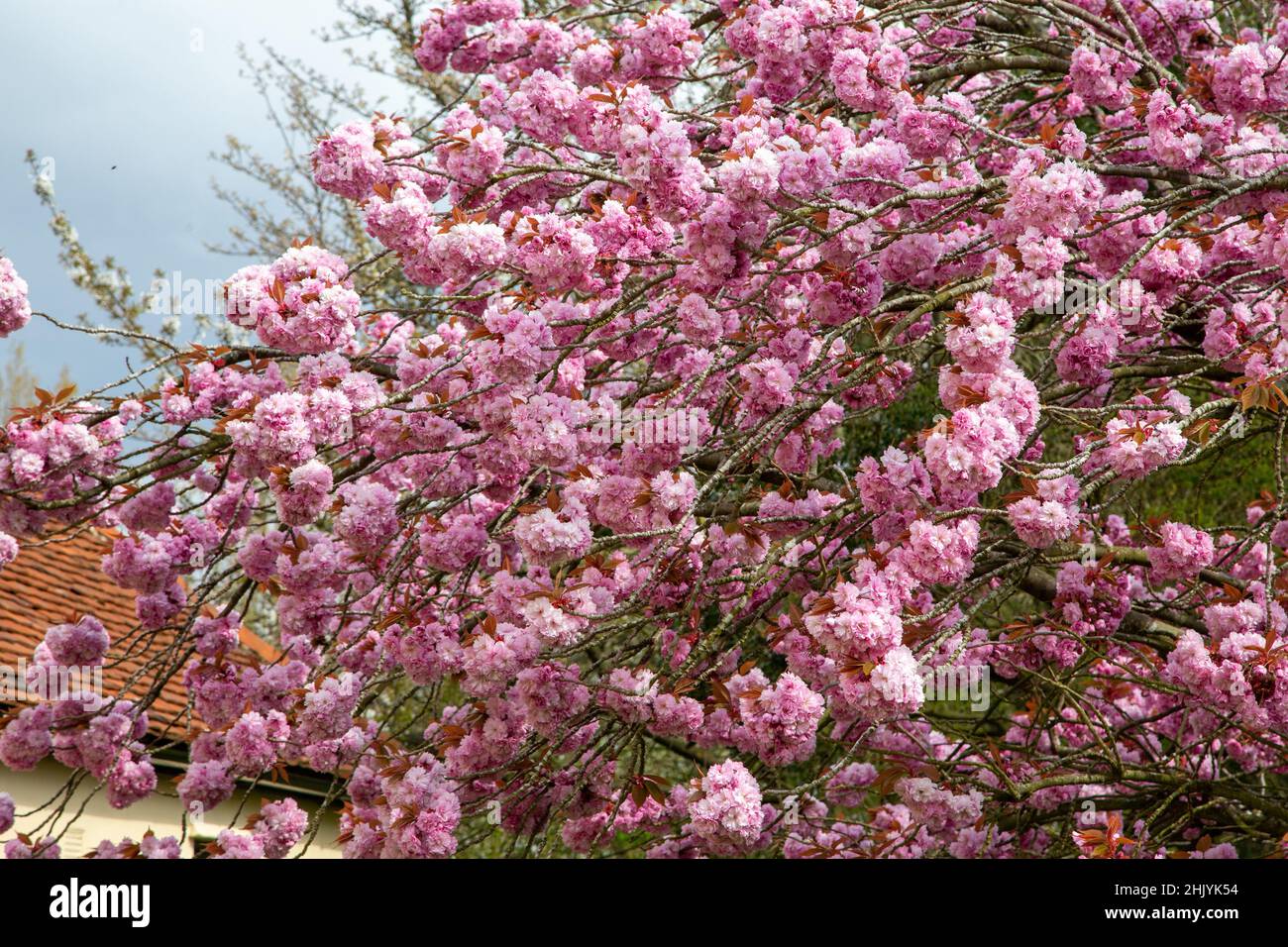 Japanese Cherry tree blossom in full flower Stock Photo - Alamy