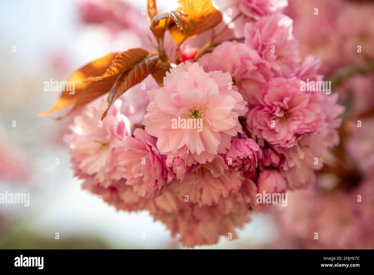 Japanese Cherry tree blossom in full flower Stock Photo - Alamy