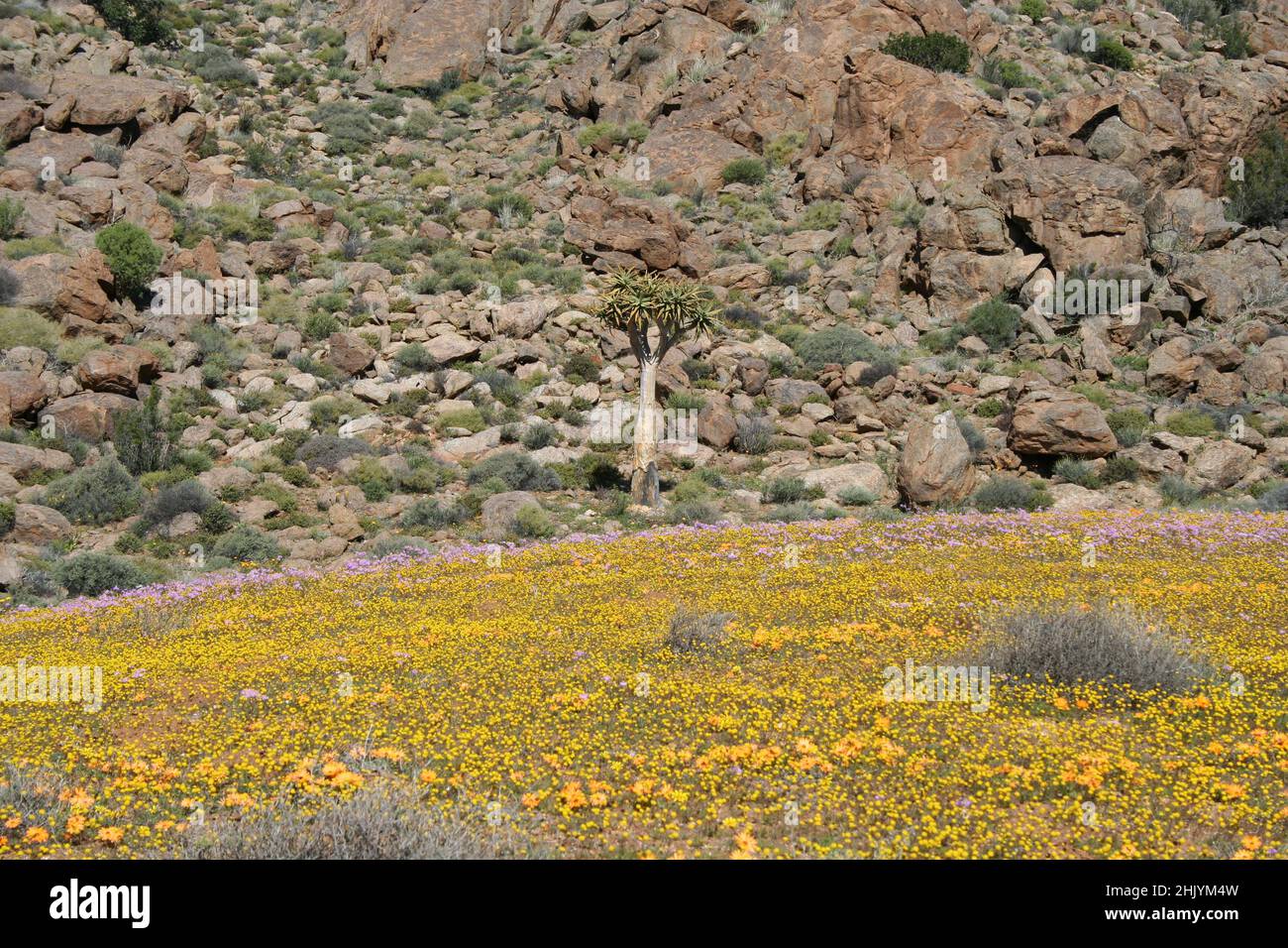 Namaqualand flower season, South Africa Stock Photo Alamy