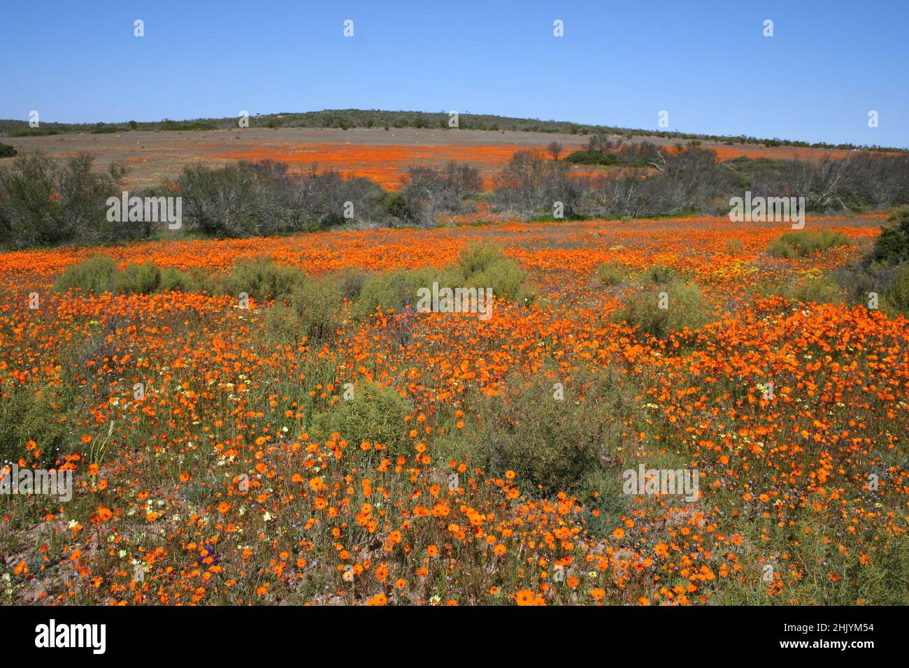 Namaqualand flower season, South Africa Stock Photo Alamy