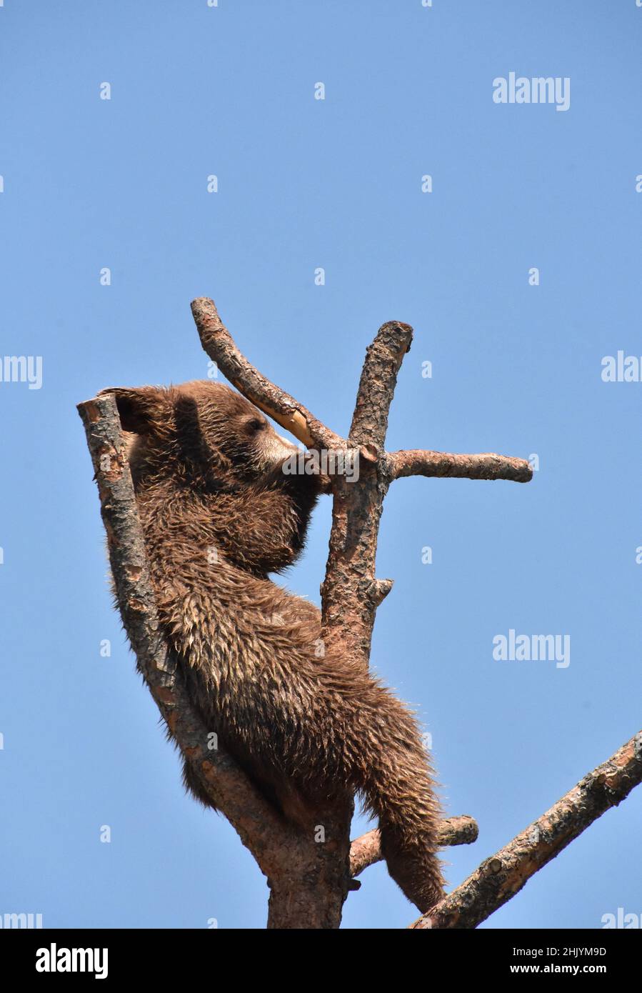Black bear cubs on tree hi-res stock photography and images - Alamy