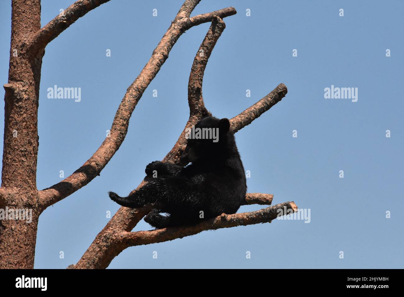 Black bear cubs on tree hi-res stock photography and images - Alamy