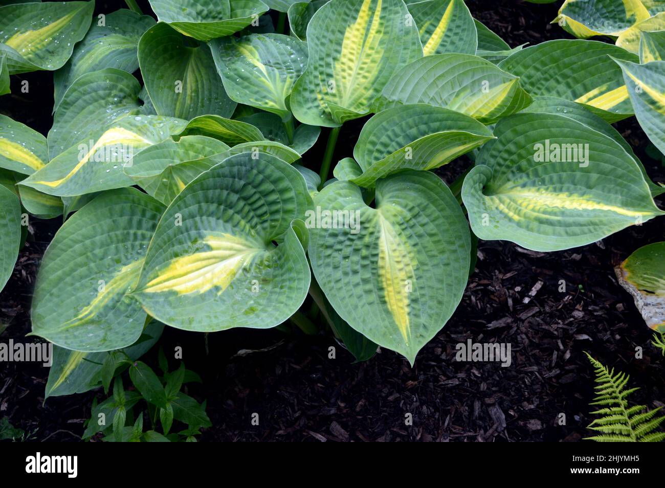 Hostas Rhs Raindrops on Green/Yellow Hosta 'Paradise Glory' Leaves grown in the ...