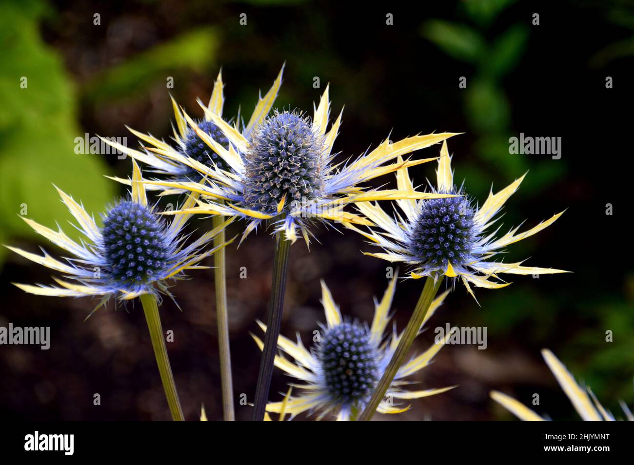 Spiky Eryngium x zabelii 'Neptune's Gold' (Sea Holly) Flowers grown in