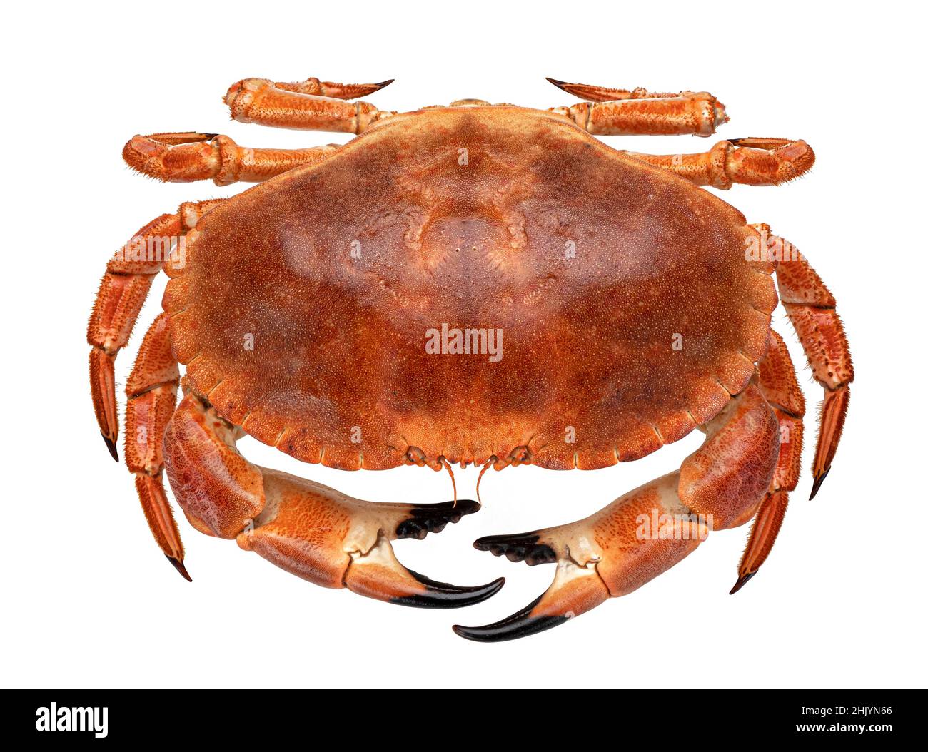Cooked crab isolated on white background Stock Photo