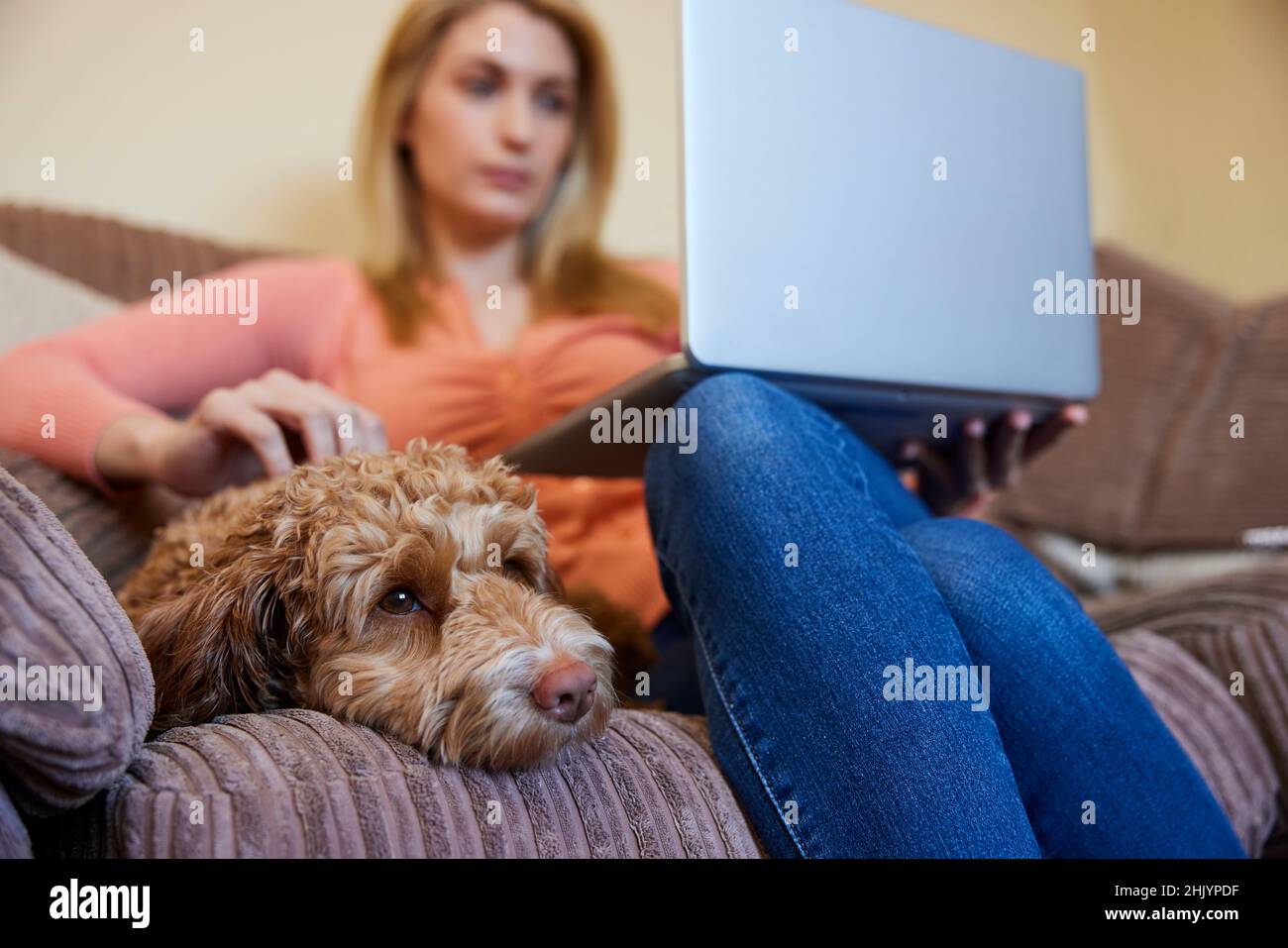 Woman With Pet Cockapoo Dog Relaxing On Sofa With Laptop At Home Stock Photo