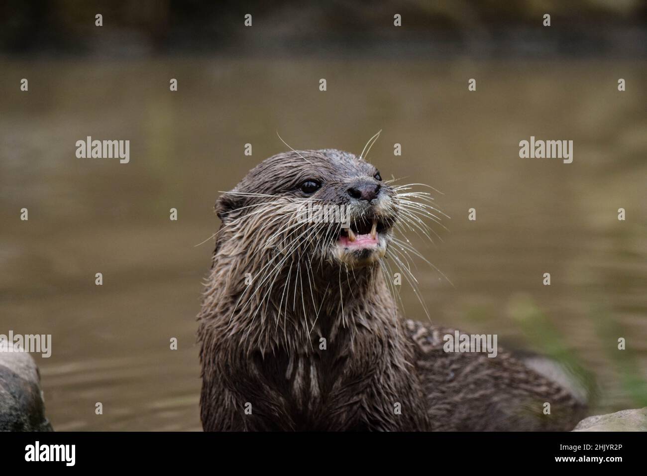 Asian Short-Clawed Otter Stock Photo