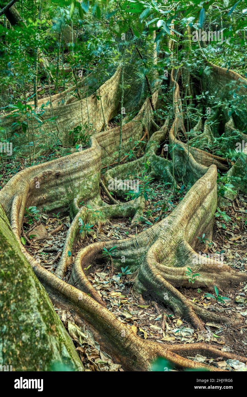 Massive tree roots on the surface of Fig Tree in tropical jungle forest, Rincon de la Vieja National Park, Parque Nacional Rincon de la Vieja, Guanaca Stock Photo