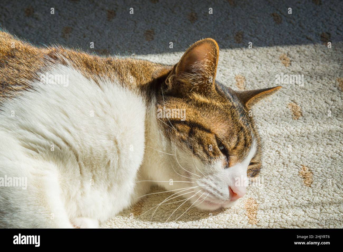 Tabby and white cat lying, sunbathing Stock Photo - Alamy