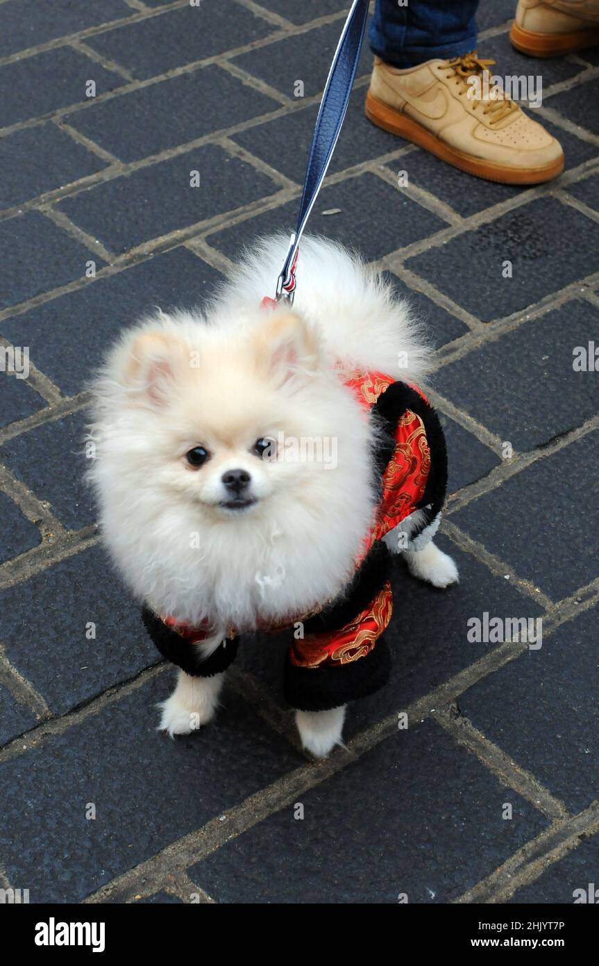 Chinese pomeranian store