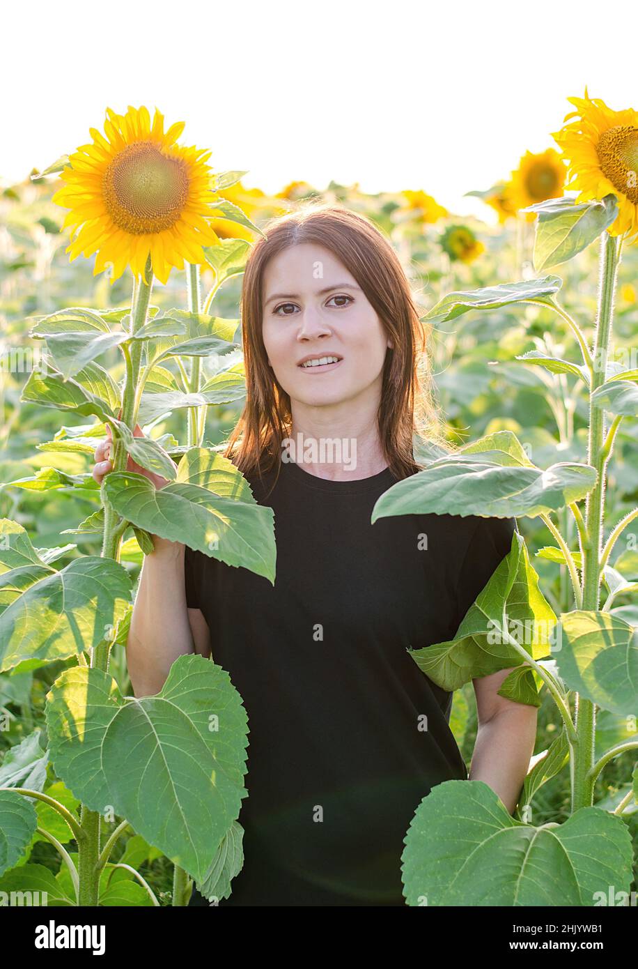 Beautiful young woman in a field of sunflowers at sunset Stock Photo ...