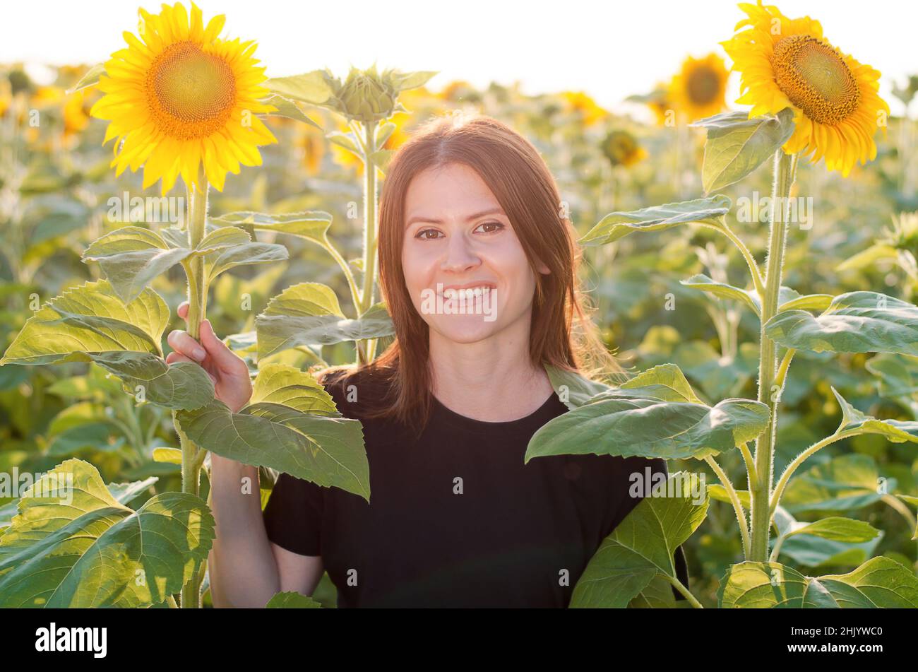 Beautiful young woman in a field of sunflowers. A young woman stands ...
