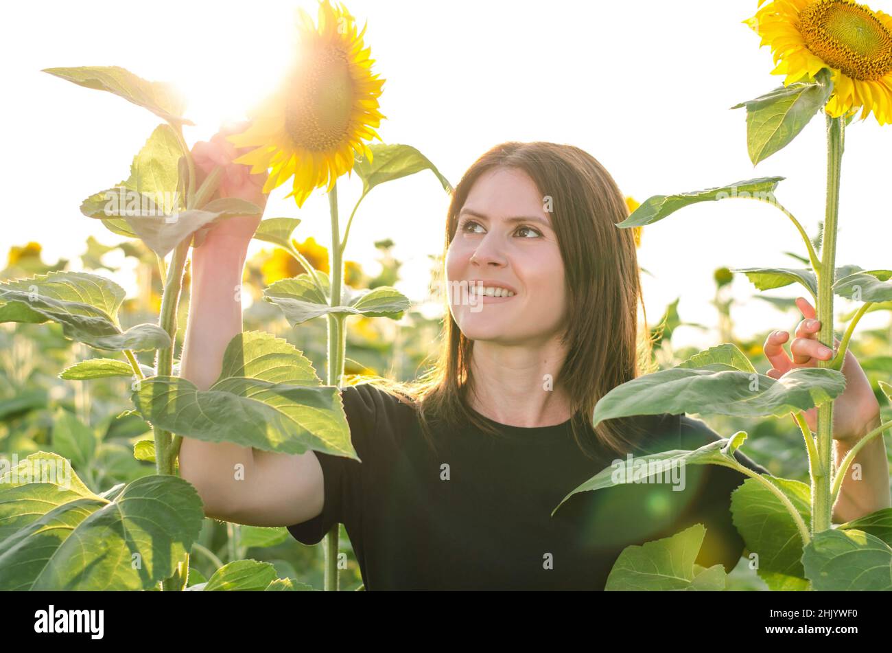 Beautiful young woman in a field of sunflowers in a black t-shirt. Portrait of a beautiful young girl at sunset in a field of sunflowers Stock Photo