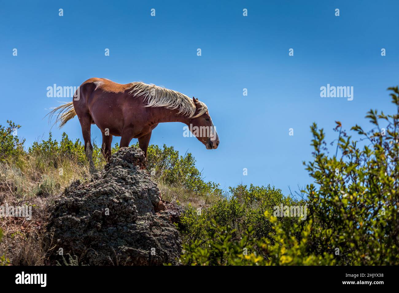 One wild horse in North Dakota on a mound Stock Photo