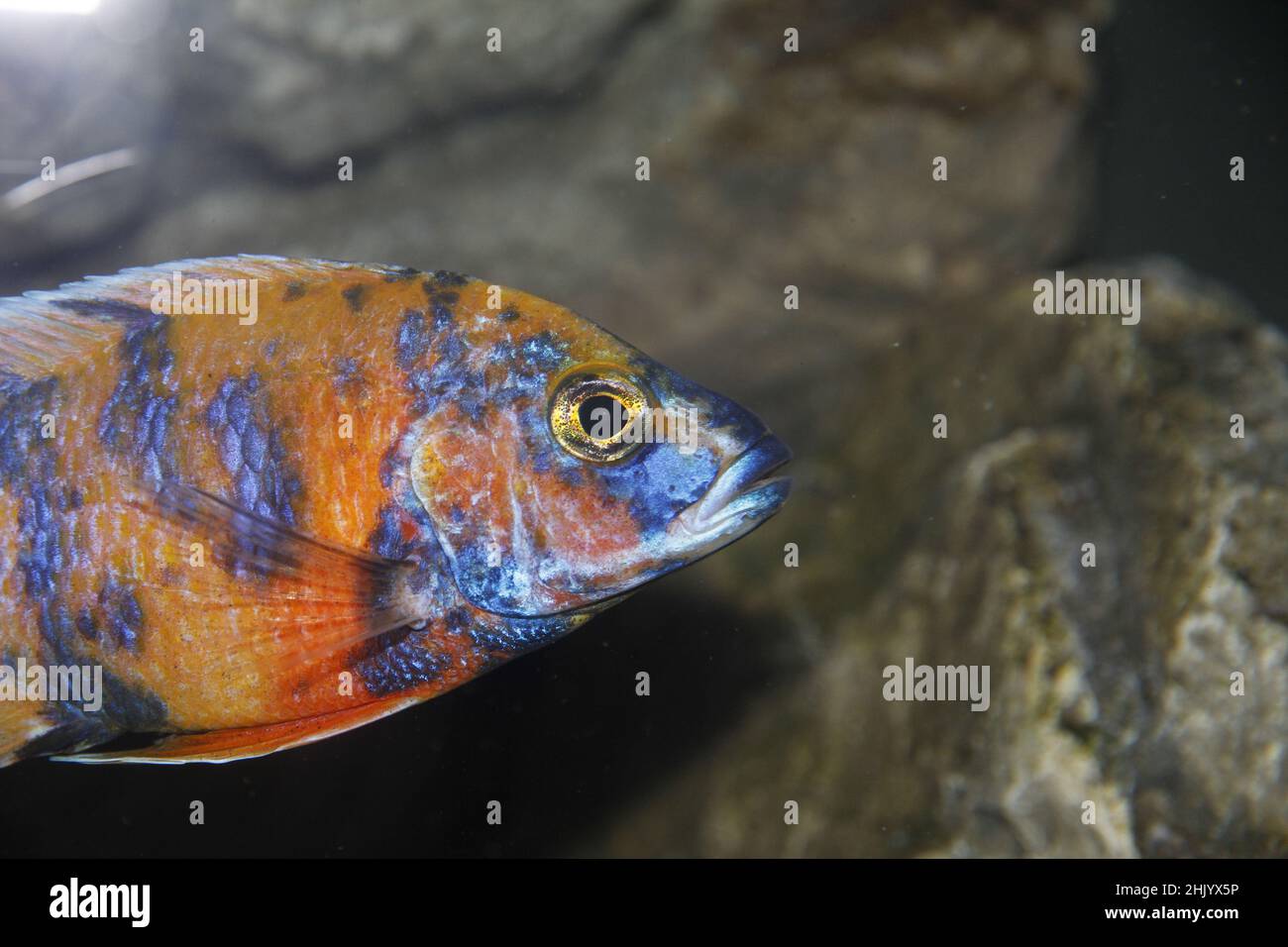 Closeup of the Labidochromis sp. "Hongi". Hongi red top fish. Stock Photo