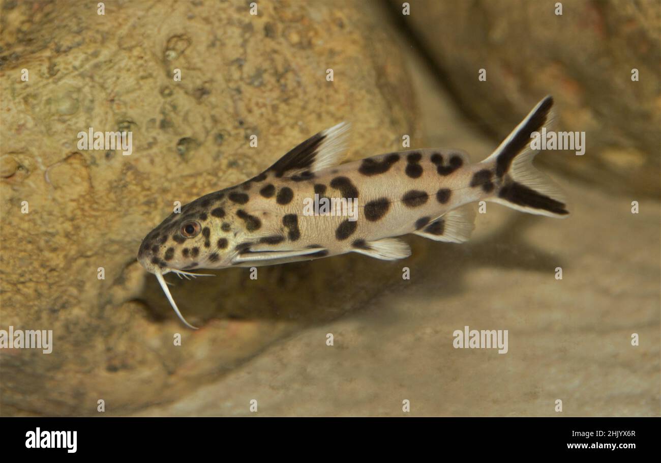 Closeup of the cuckoo catfish or pygmy leopard catfish, Synodontis petricola. Stock Photo