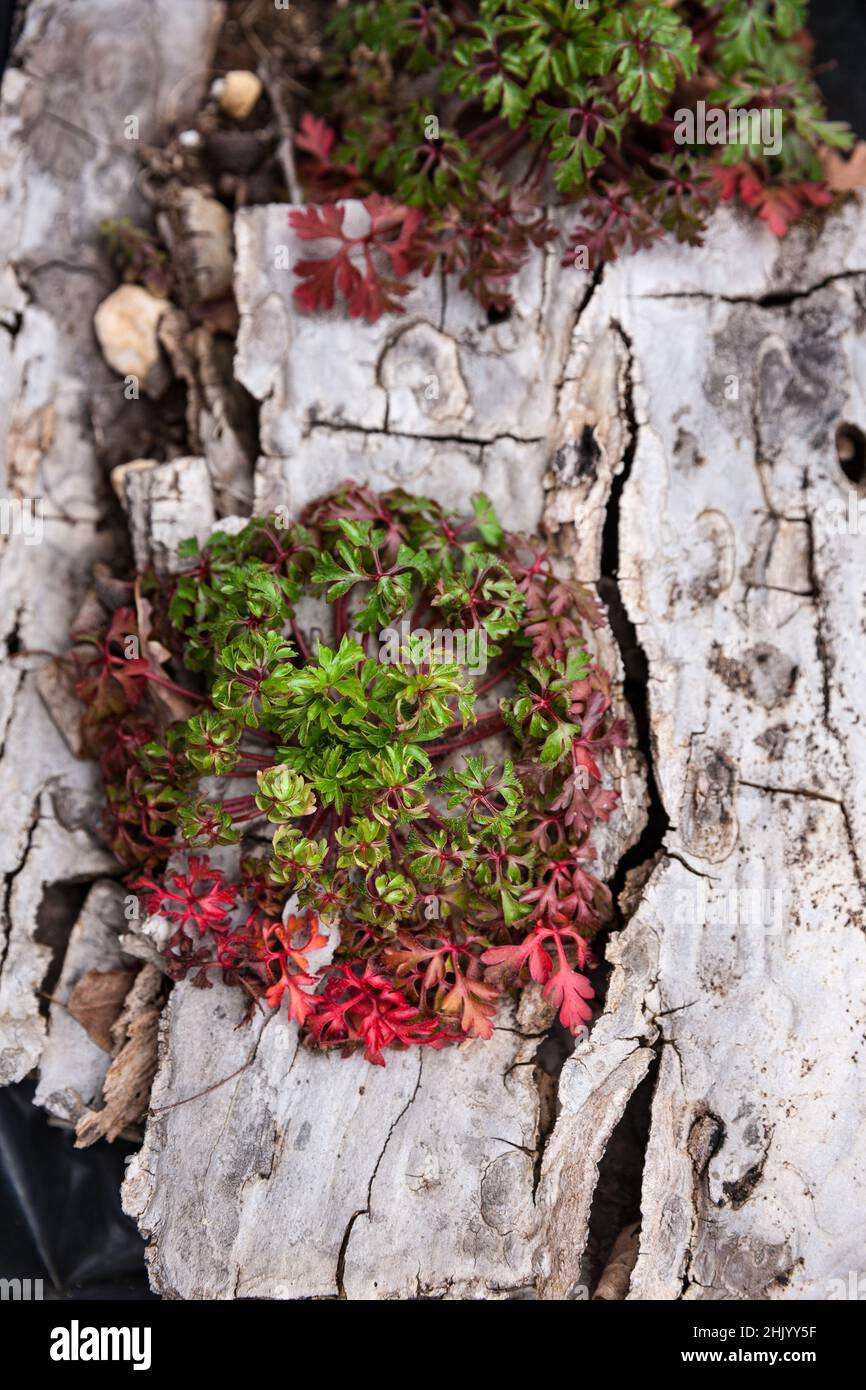 Detail of a colourful red and green wild plant growing from a decaying tree trunk Stock Photo