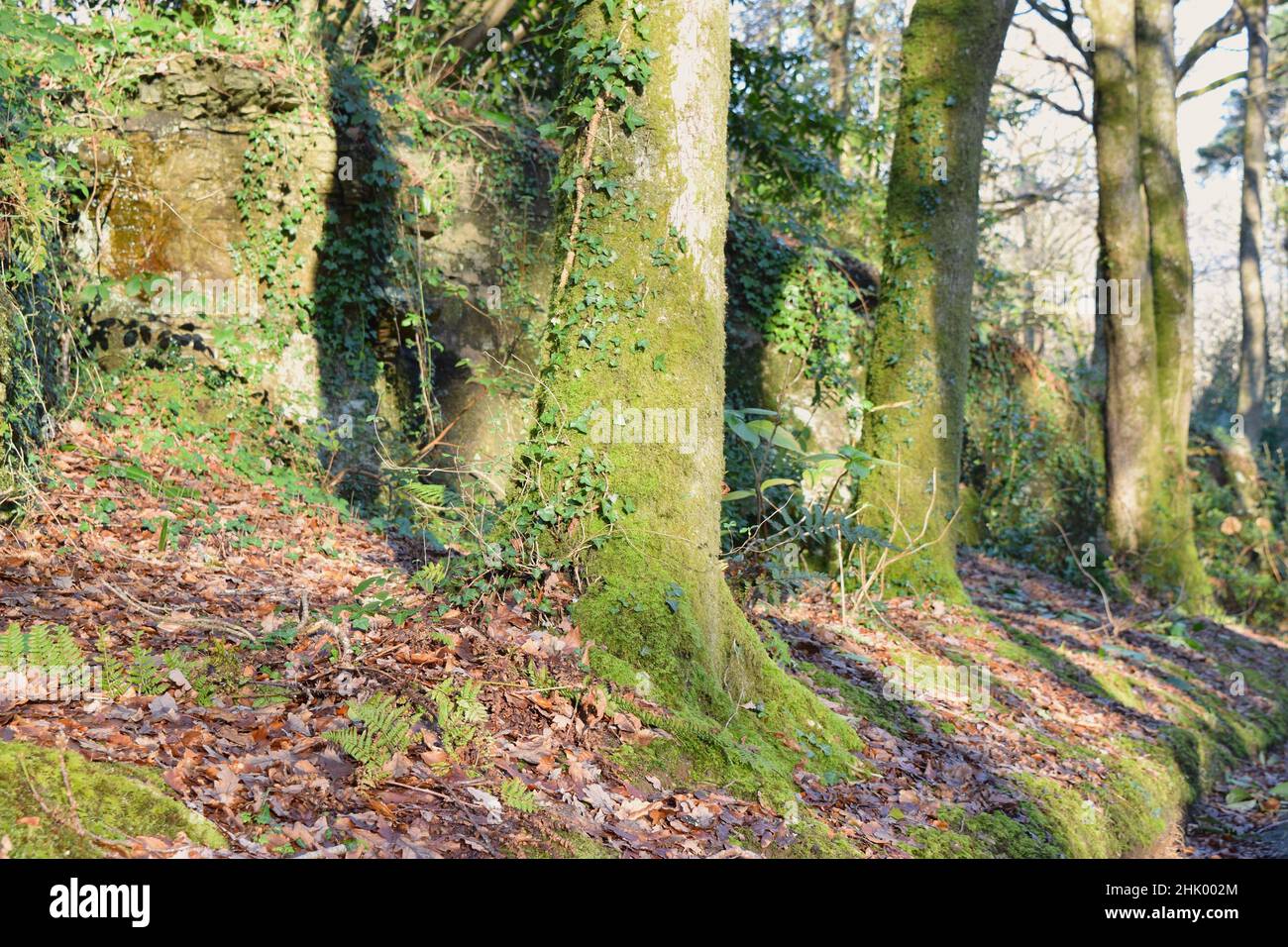 Whimsical moss on growing trees in the forest. Stock Photo