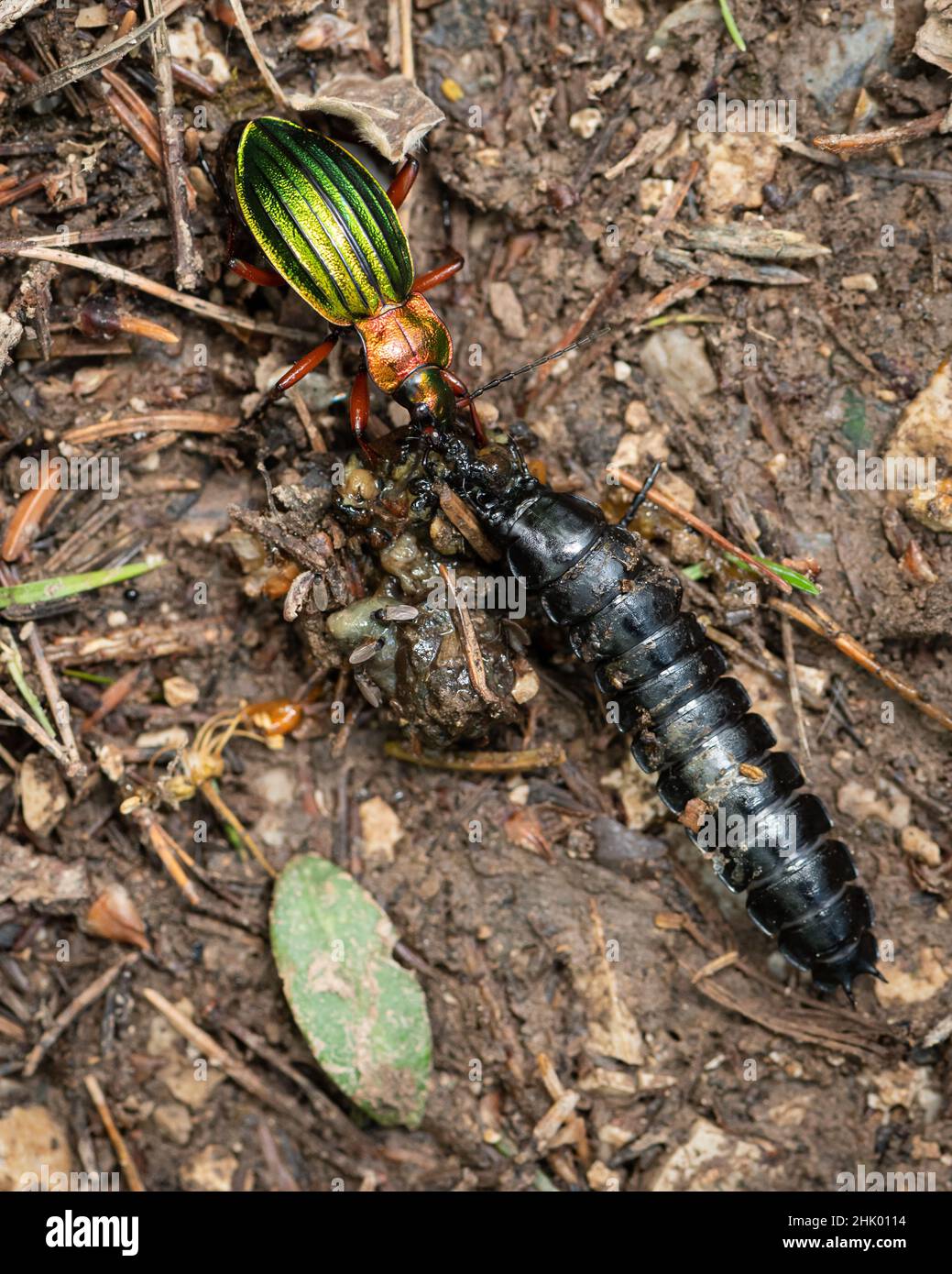Closeup of a Carabus auronitens beetle and a carabid larvae eating a