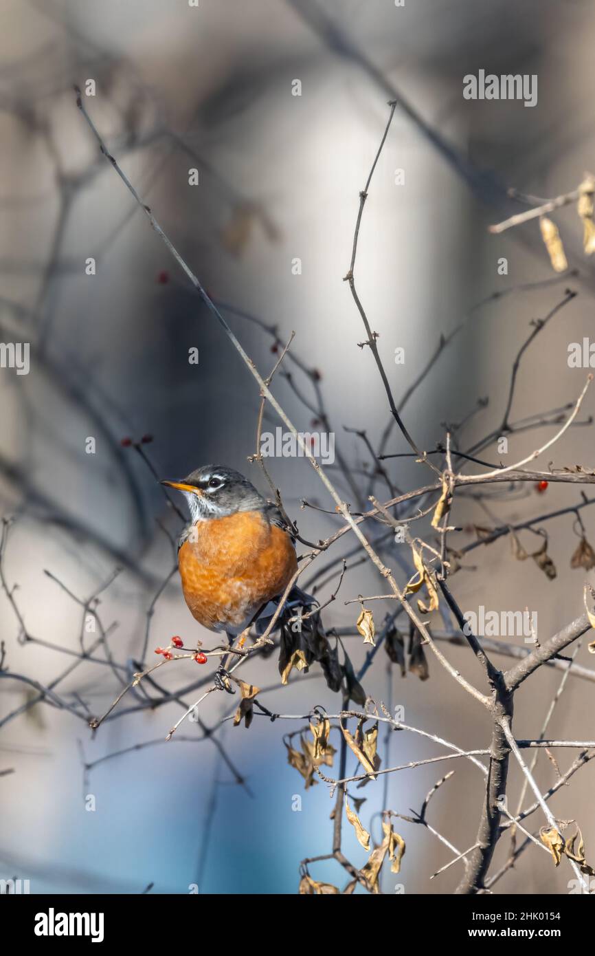 An American Robin (Turdus migratorius) perched on a branch in winter. Stock Photo