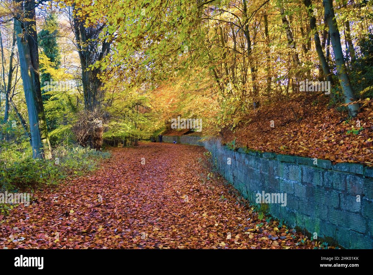 Gray Buchanan Park, Parkhill, very bright Autumn trees, Polmont, Falkirk, Central Scotland UK. Stock Photo