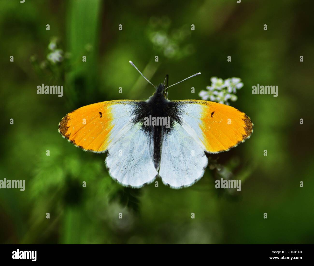 Orange tip butterfly, Anthocharis cardamines in National Park Lobau Donauauen, Austria on a spring day Stock Photo