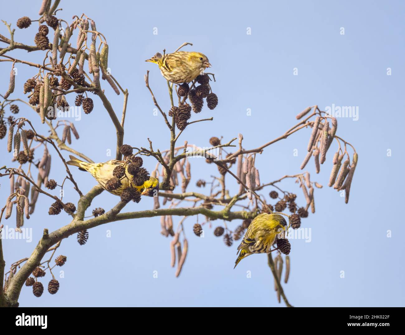 Three Eurasian siskin birds, Spinus spinus, feeding in an alder tree, clinging and hanging on a twig and nibbling cone seeds, Germany Stock Photo
