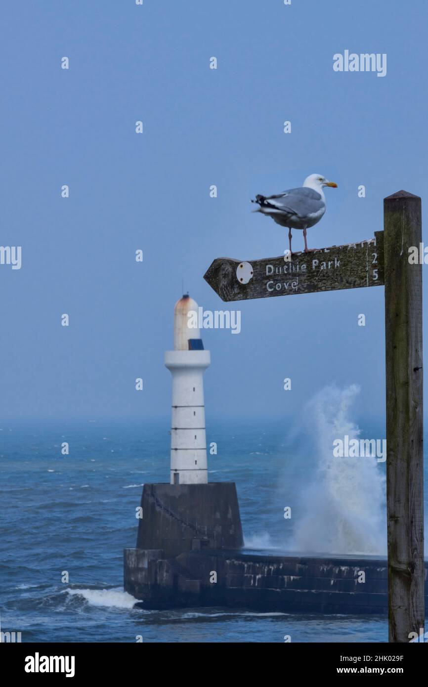 Aberdeen lighthouse, windy, stormy, sea, seagull, signpost, Aberdeenshire, Highland Region, Scotland UK Stock Photo