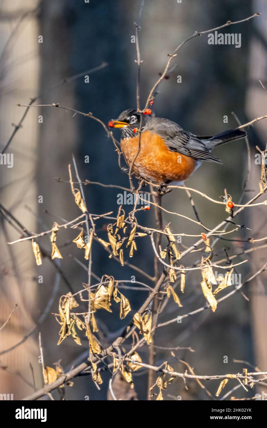 An American Robin (Turdus migratorius) perched on a branch with a red berry in it's beak in winter. Stock Photo