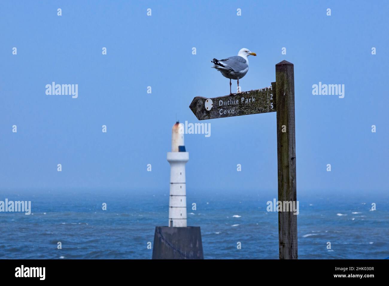 Aberdeen lighthouse, windy, stormy, sea, seagull, signpost, Aberdeenshire, Highland Region, Scotland UK Stock Photo
