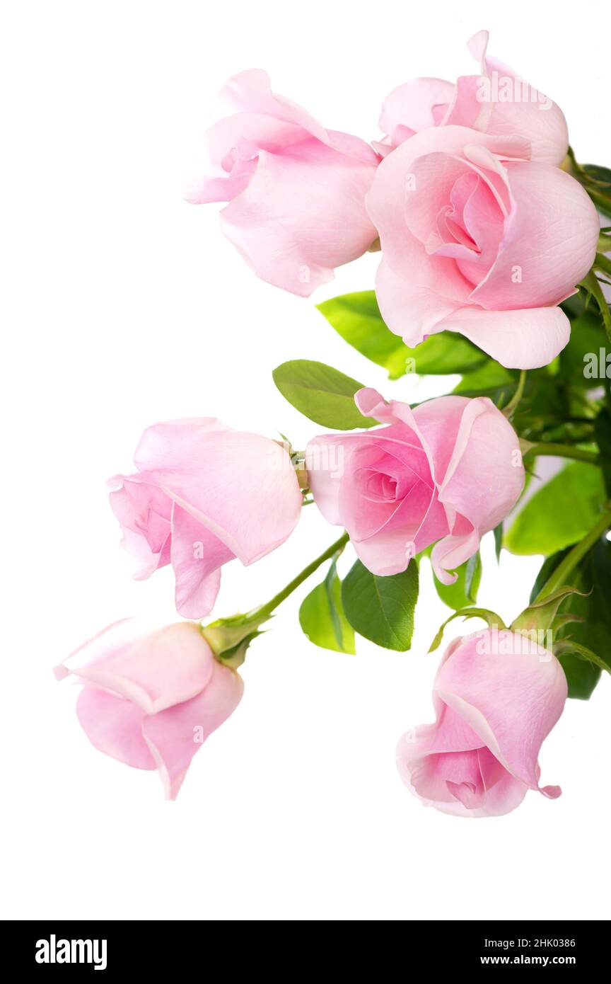 bouquet of pink roses flowers isolated on white background Stock Photo ...