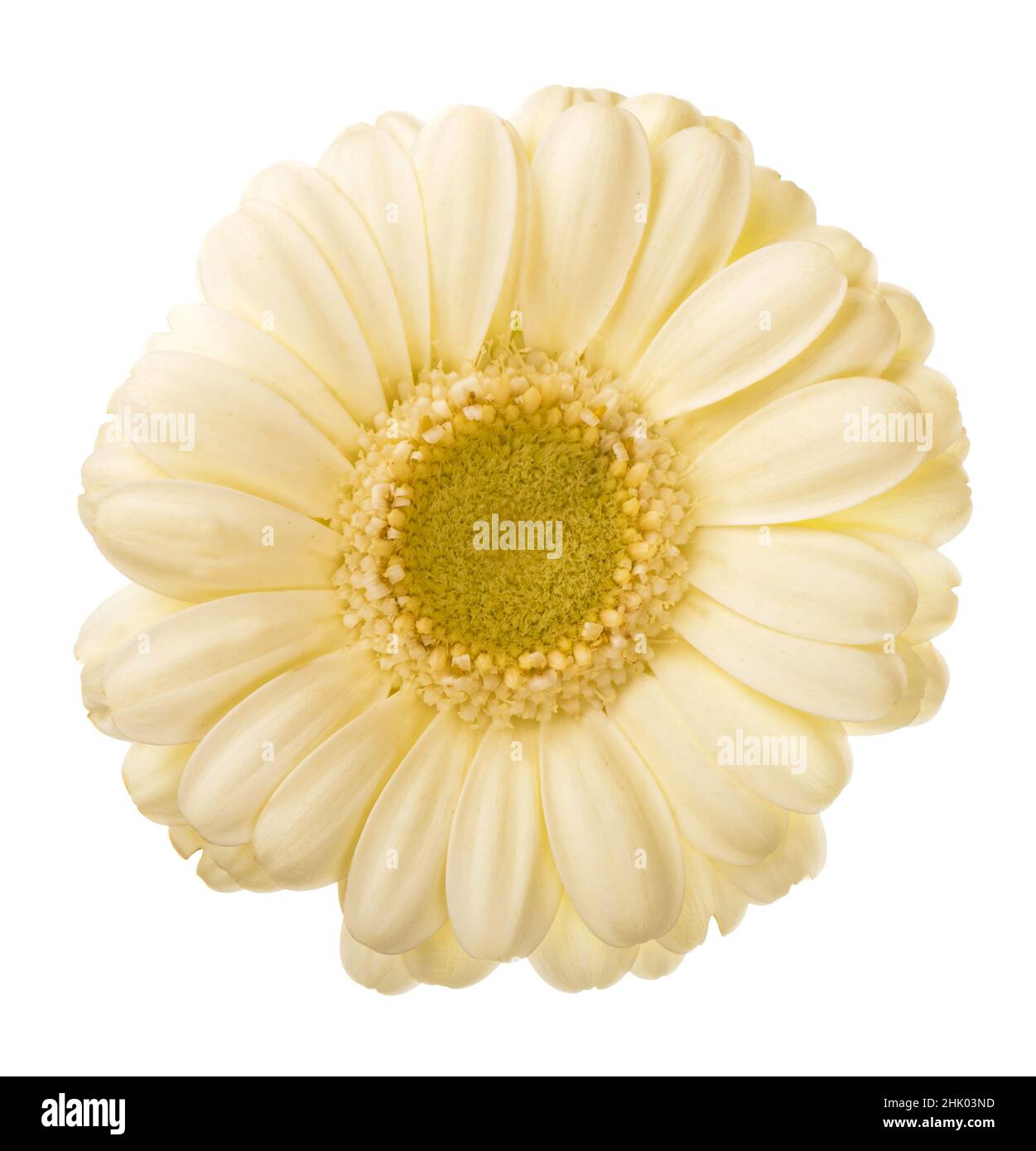 White daisy flower isolated on white background Stock Photo - Alamy