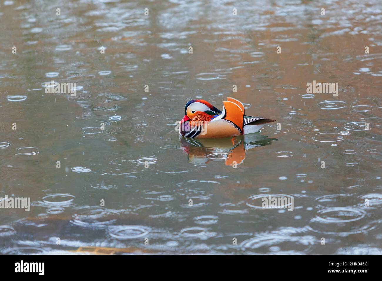 A colorful mandarin duck swims on the water Stock Photo - Alamy