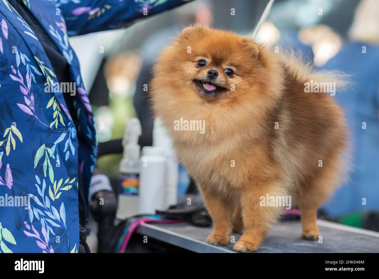 A small breed of brown Pomeranian dog stands on the table. Stock Photo