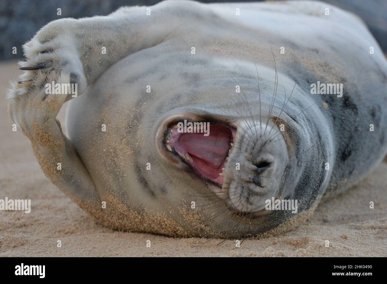 Seals on Horsey beach. Horsey beach is a seal breeding beach Stock Photo