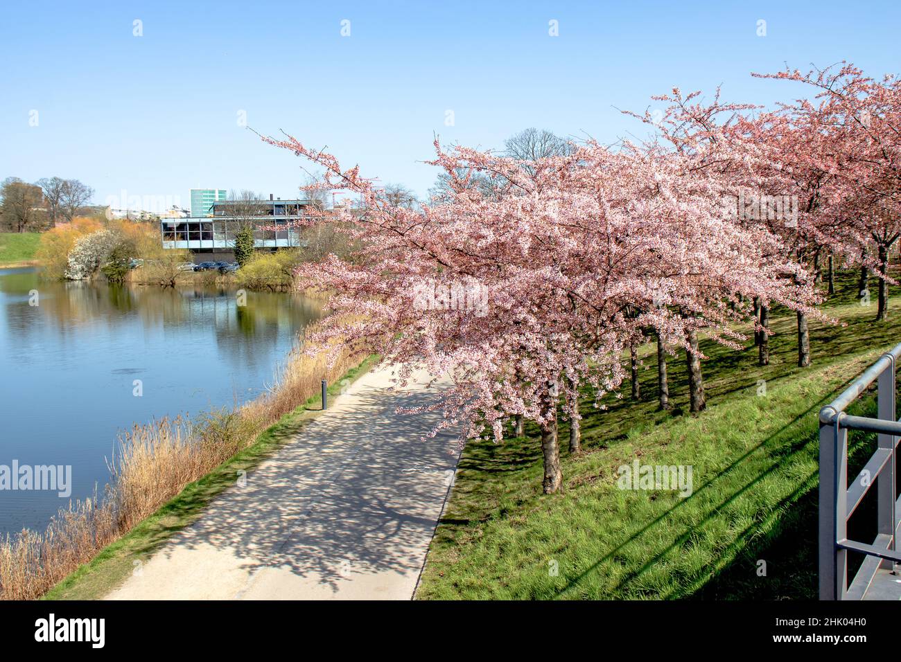 Copenhagen-Denmark. Cherry Blossom in Langelinie park. Sakure festival ...