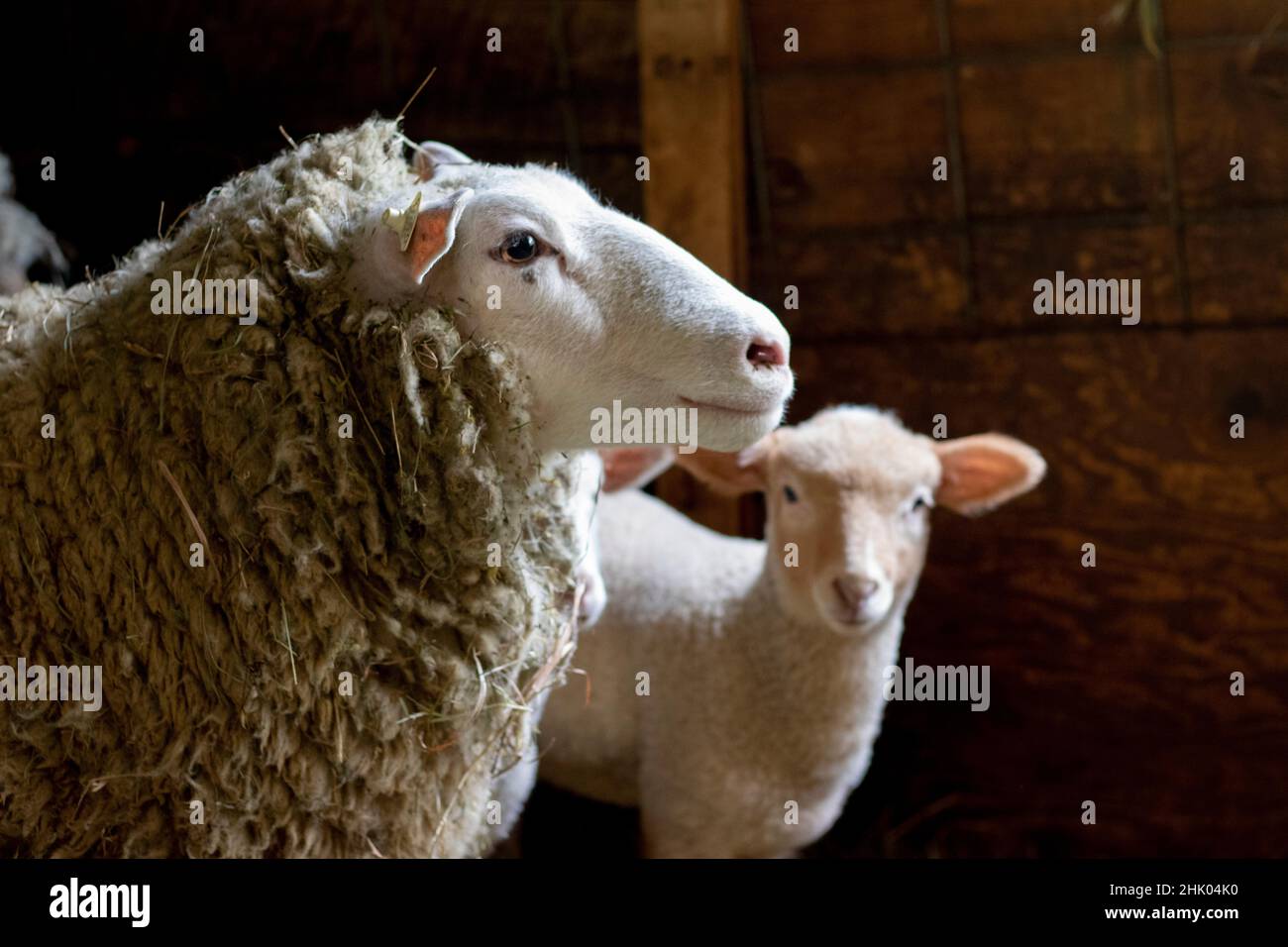 Sheep family with baby lamb in barn on small rural farm in Pennsylvania, USA Stock Photo