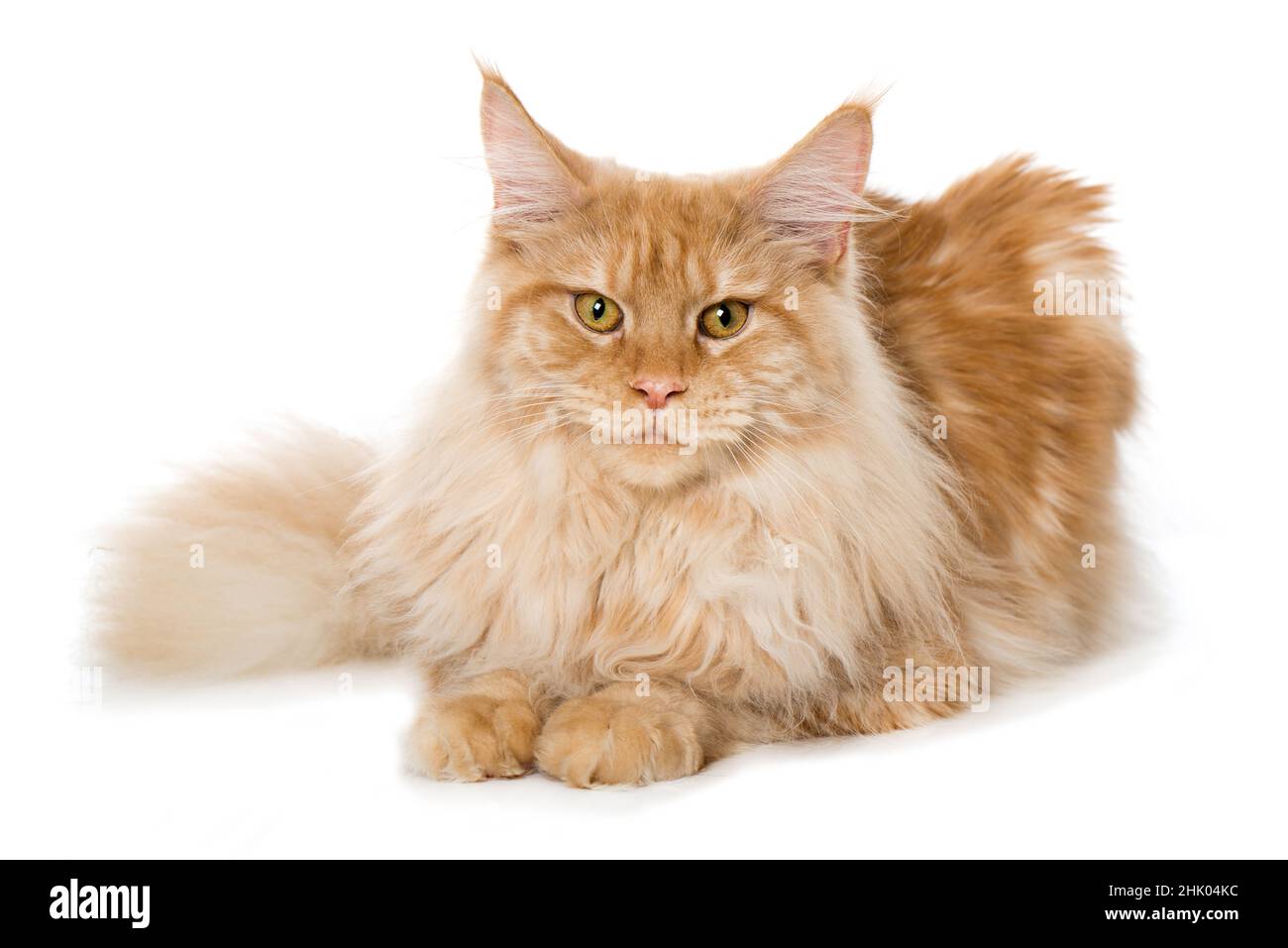 Red maine coon cat isolated on white background Stock Photo - Alamy