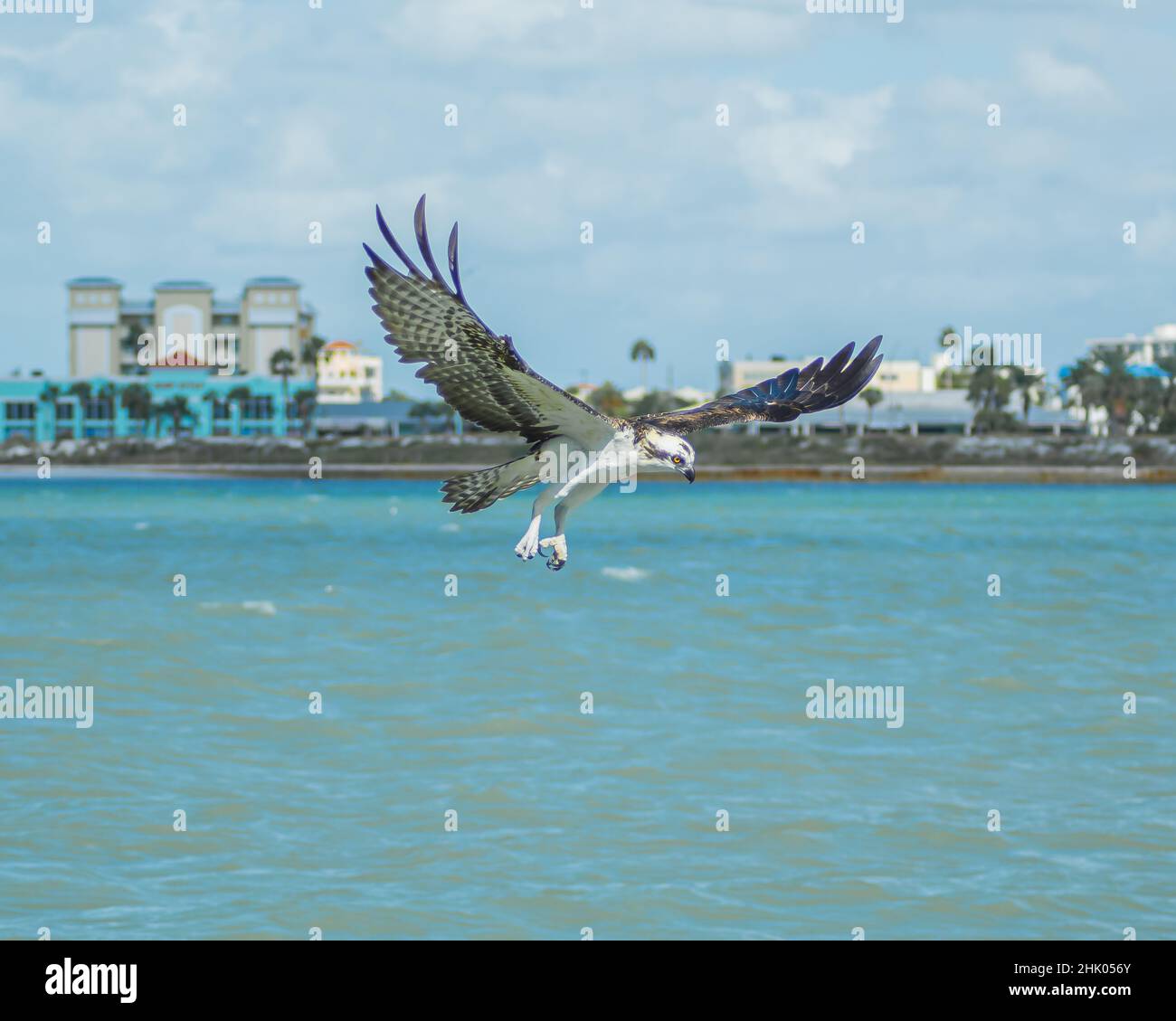 Falcon flying on the beach Stock Photo Alamy