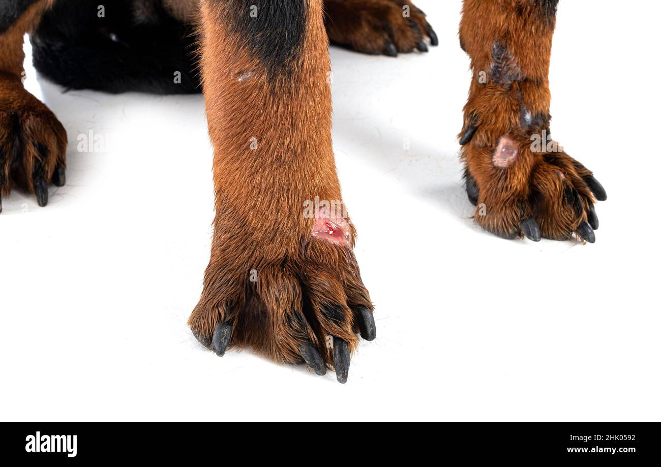 sick rottweiler in front of white background Stock Photo - Alamy