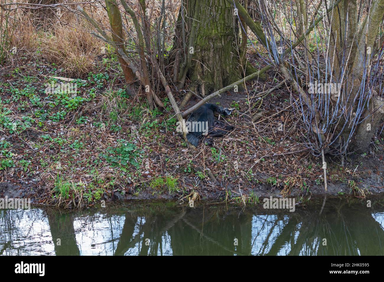 Dead black bird cormorant on the bank of a water channel in the woods under a tree. Stock Photo