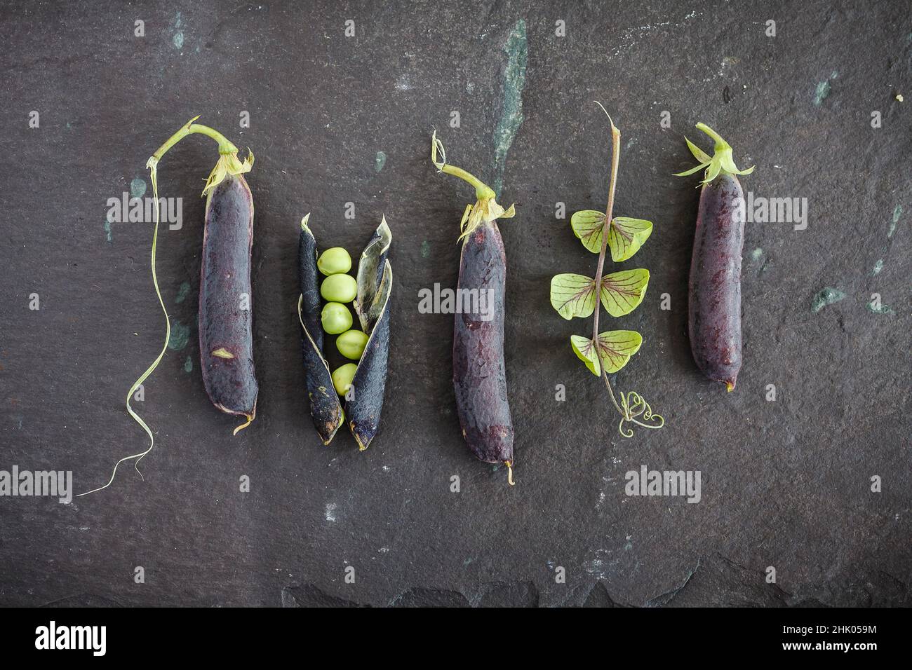 Fresh peas with purple pods on riven slate work surface Stock Photo